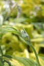 Hosta Striptease Royalty Free Stock Photo