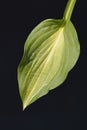 Hosta Striptease Royalty Free Stock Photo