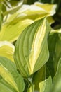Hosta Striptease Royalty Free Stock Photo