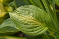 Hosta Striptease Royalty Free Stock Photo