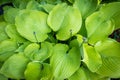 Hosta Sum and Substance plant in the garden