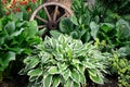 Hosta Undulata albomarginata in the garden design close -up. Royalty Free Stock Photo