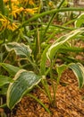 Hosta undulata Albomarginata in garten Royalty Free Stock Photo