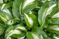 Hosta undulata is a cultivar of the genus Hosta. Ornamental plants in borders. Leaf texture, background of a green wide striped