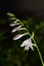 Hosta \'Undulata\' flower against dark background Royalty Free Stock Photo