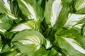 Hosta undulata plant in the garden white and green leaves background. Hosta - an ornamental plant for landscaping park and garden
