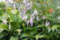 Hosta ventricosa, flowers in the flowerbeds Royalty Free Stock Photo