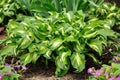 Hosta is a wonderful variety with green and white leaves in the garden in the spring close-up. Royalty Free Stock Photo
