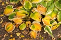 Hosta yellow and green leaves