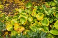 Hosta yellow and green leaves