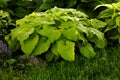 Hosta Zounds