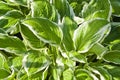 Hostas Royalty Free Stock Photo