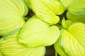 Hostas Royalty Free Stock Photo