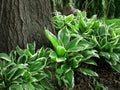 Hostas against a tree Royalty Free Stock Photo