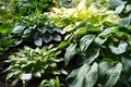 Hostas come in all shades of green and yellow Royalty Free Stock Photo