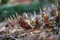 Hostas Coming Up! Royalty Free Stock Photo