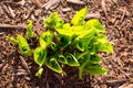 Hostas Emerging in Spring Aerial Closeup Royalty Free Stock Photo