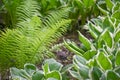 Hostas and Ferns in a Shade Garden