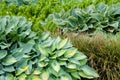 Hostas in a flowerbed mixed with fern and reed