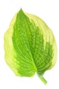 Hostas single leaf