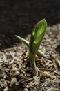 Hostas sprouting in the Spring Royalty Free Stock Photo