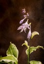Hostas variegata purple flowers at garden Royalty Free Stock Photo