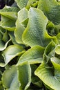 Hostas Royalty Free Stock Photo