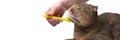 The hostess is combing the fur of a Scottish fold brown cat. Cat grooming, veterinary