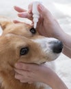 the hostess or veterinarian puts drops in the eye of corgi dog. Animal eye drops
