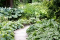 Hosts along a wooden walking path in the Park. Royalty Free Stock Photo