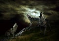 The hosts of the night are wolves Royalty Free Stock Photo