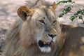 A male lion seeking some shade Royalty Free Stock Photo