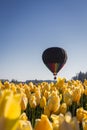 Hot air balloon ride over the tulips Royalty Free Stock Photo