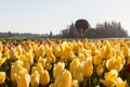 Hot air balloon ride over the tulips Royalty Free Stock Photo