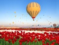 Hot air balloons in Cappadocia flying over a field of tulips, Turkey, landscape