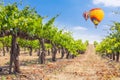 Hot Air Balloons Flying Above Beautiful Green Grape Vineyard Royalty Free Stock Photo