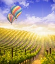 Hot Air Balloons Flying Above Beautiful Green Grape Vineyard Royalty Free Stock Photo