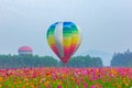 Hot air balloons flying over Flower field with sunrise at Chiang Rai Province, Thailand Royalty Free Stock Photo