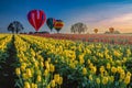 Hot air balloons hovering over tulips Royalty Free Stock Photo