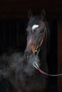 Hot breath of a horse on a dark stud Royalty Free Stock Photo