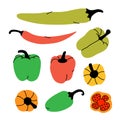 Hot chili and bell peppers sketch. Whole and half different peppers. Vegetarian healthy food. Farm products. Vector