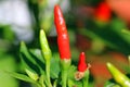 Hot chili pepper. Capsicum. Close up