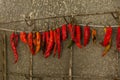 Hot chili pepper Royalty Free Stock Photo
