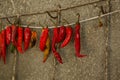 Hot chili pepper Royalty Free Stock Photo