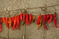 Hot chili pepper Royalty Free Stock Photo