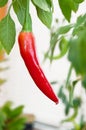 Hot chili pepper tree Royalty Free Stock Photo