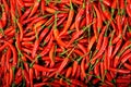hot chili peppers background Royalty Free Stock Photo