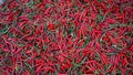 Hot chilli peppers pattern texture background. Close up background landscape of hot chili peppers Royalty Free Stock Photo