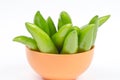 Hot Chillies (Jalapenos) in Bowl