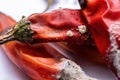 Hot chillies with mold growing on them Royalty Free Stock Photo